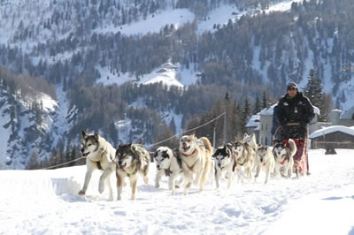 psí spřežení livigno